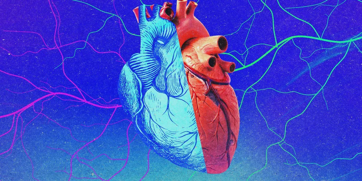 Minh họa trái tim trẻ và trái tim già trong nghiên cứu ghép tạng