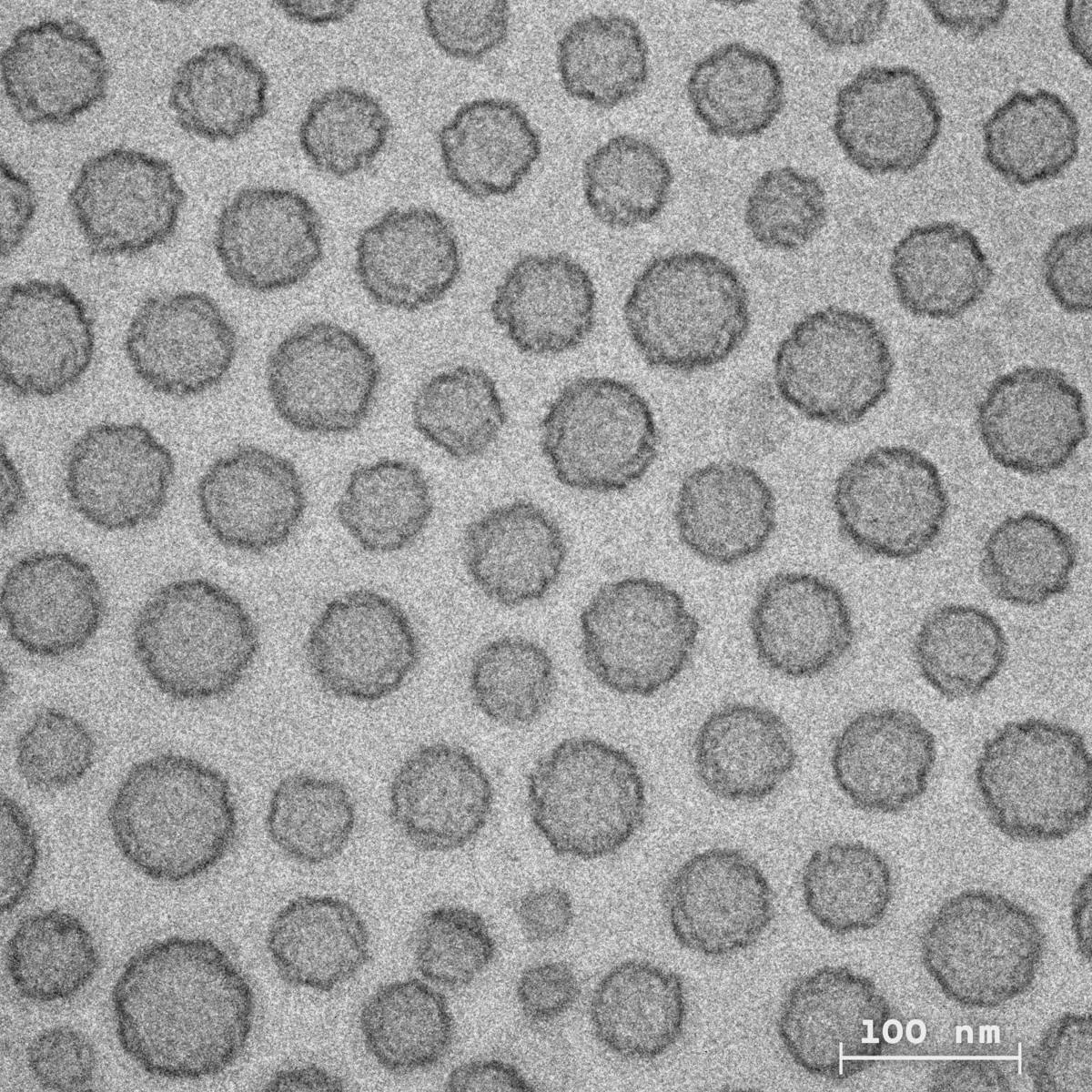 Hình ảnh hiển vi cho thấy các hạt tiểu cầu nhân tạo SynthoPlate