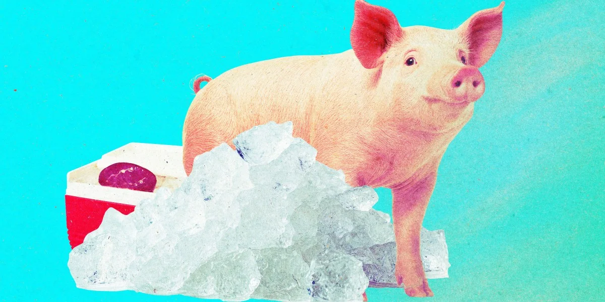 Thận lợn đông lạnh một năm đã hoạt động trở lại