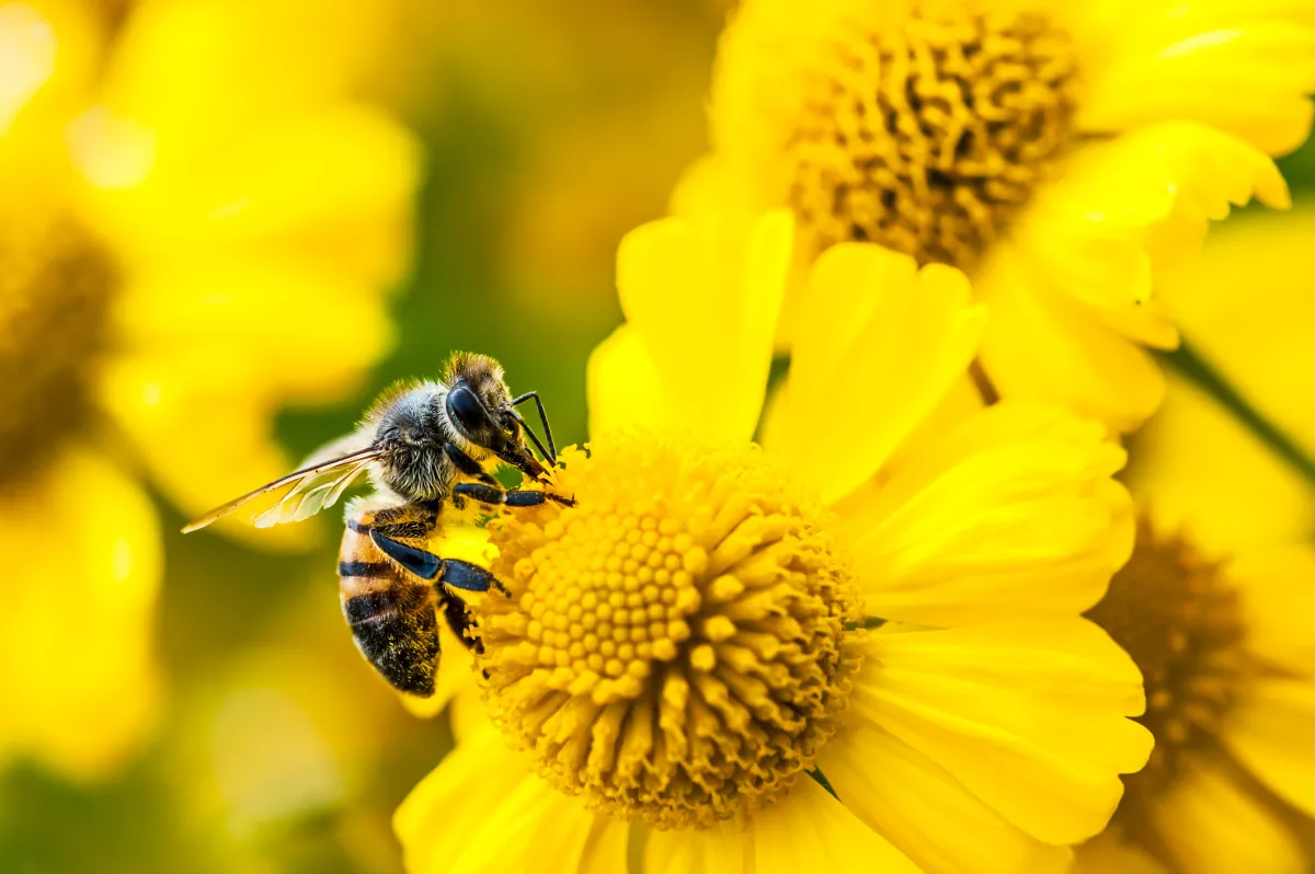 Amazon ra mắt hai thiết bị AI Bee, giá từ 75 USD