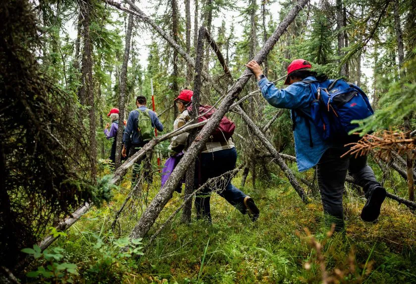 Rừng Alaska cháy đen trên lớp đất chứa carbon đóng băng